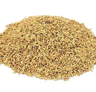 Fennel-Seeds