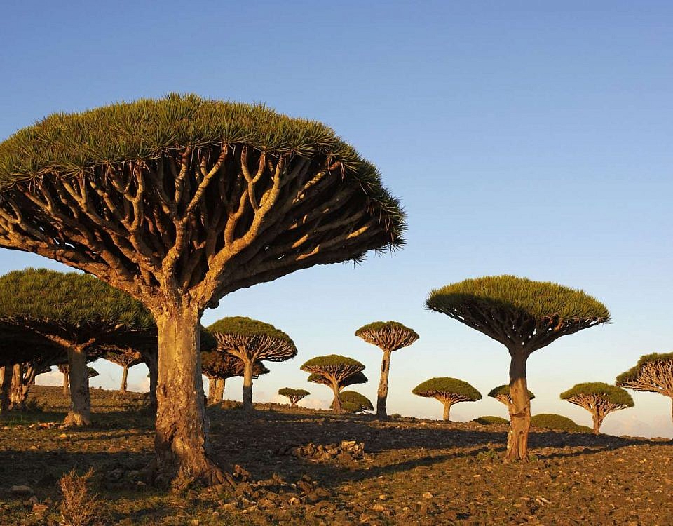 Dragon Blood Tree Socotra