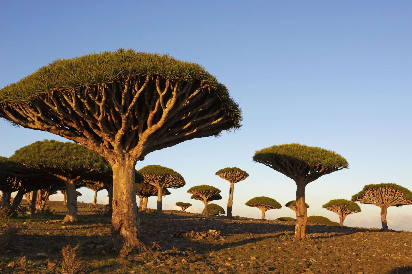 Dragon Blood Tree Socotra