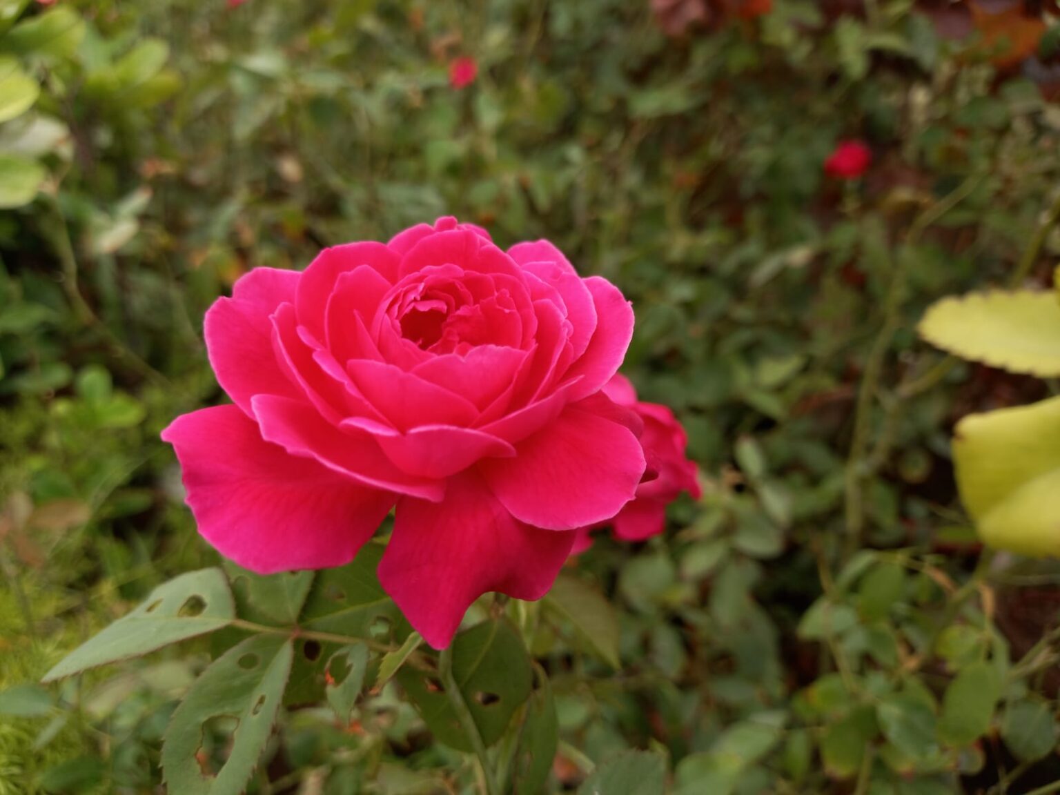 Roses as Functional Food Nutralfa Ltd.